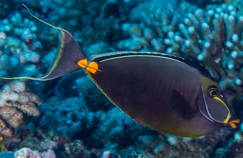 Pacific Orange-spine Unicornfish