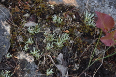 Antennaria dimorpha