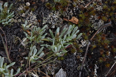 Antennaria dimorpha