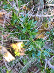 Vachellia belairioides