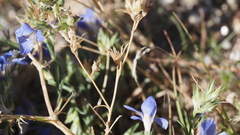 Eriastrum sapphirinum sapphirinum