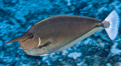Naso brevirostris