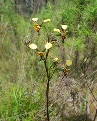 Diuris