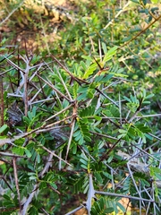 Vachellia belairioides
