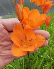 Tritonia crocata