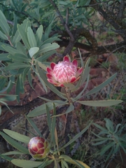 Protea caffra caffra