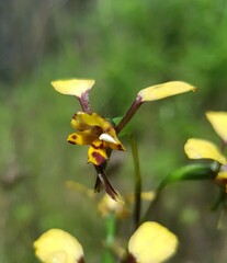 Diuris