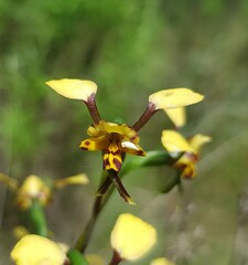 Diuris