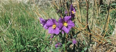 Solanum parishii