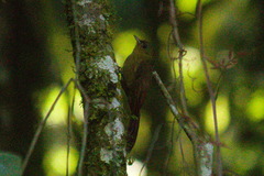 Sittasomus griseicapillus