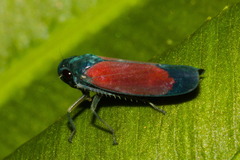 Cardioscarta flavifrons