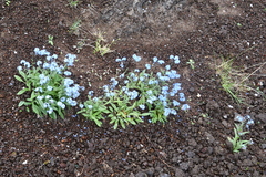 Myosotis asiatica