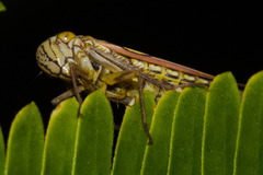 Macugonalia geographica