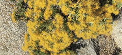Ericameria cuneata spathulata