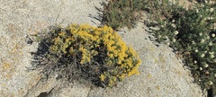 Ericameria cuneata spathulata