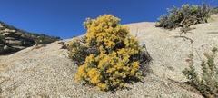 Ericameria cuneata spathulata