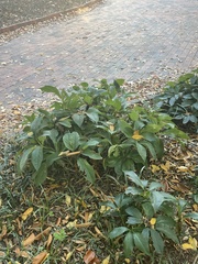 Helleborus orientalis