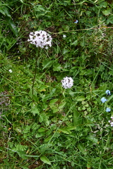Valeriana capitata