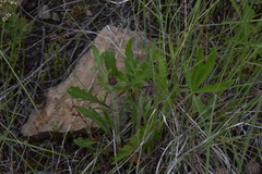 Gaillardia aristata