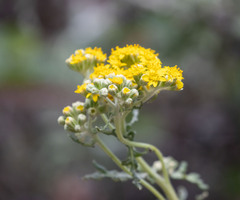 Eriophyllum