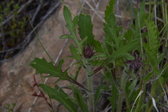 Gaillardia aristata