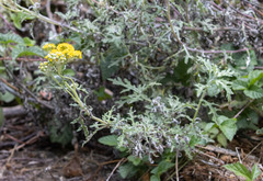 Eriophyllum