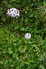 Valeriana capitata