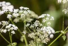 Apiaceae