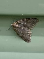 Epirrita dilutata