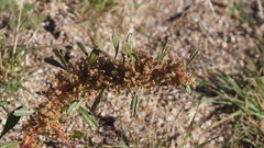 Amaranthus torreyi