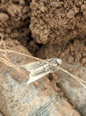 Chrysoteuchia culmella