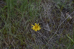 Crepis atribarba