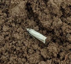 Chrysoteuchia culmella