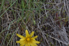 Crepis atribarba