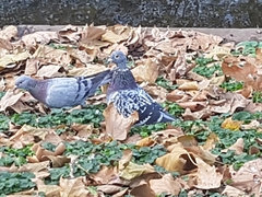 Columba livia domestica