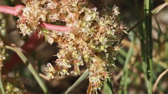 Amaranthus torreyi