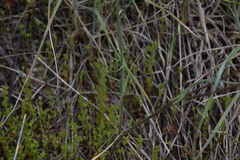 Crepis atribarba