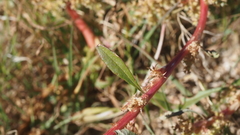Amaranthus torreyi