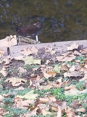 Gallinula chloropus