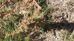 Amaranthus torreyi
