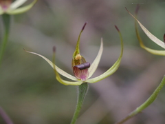 Caladenia leptochila