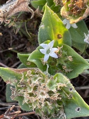 Richardia brasiliensis