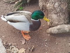Anas platyrhynchos