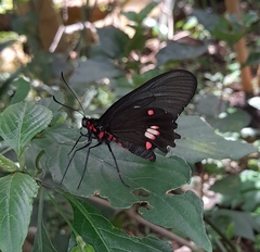 Parides anchises nephalion