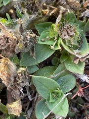 Richardia brasiliensis