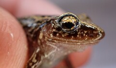 Eleutherodactylus rogersi
