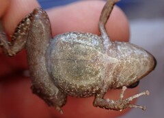 Eleutherodactylus rogersi