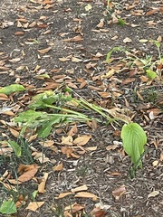 Hosta plantaginea