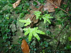 Lygodium palmatum