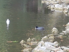 Fulica atra atra